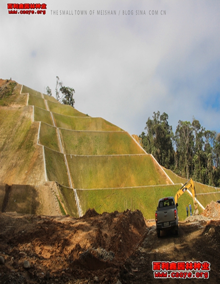 进口公路边坡护坡草种狗牙根 进口公路边坡护坡草种狗牙根