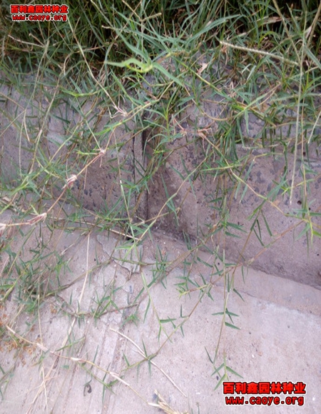 边坡植草草种类 边坡植草草种类