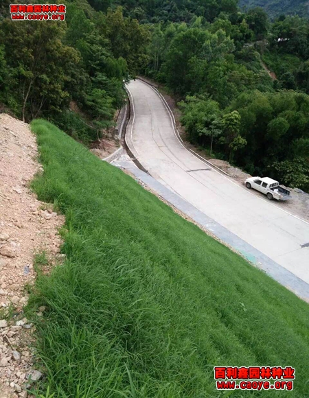 边坡护坡草种狗牙根批发 边坡护坡草种狗牙根批发