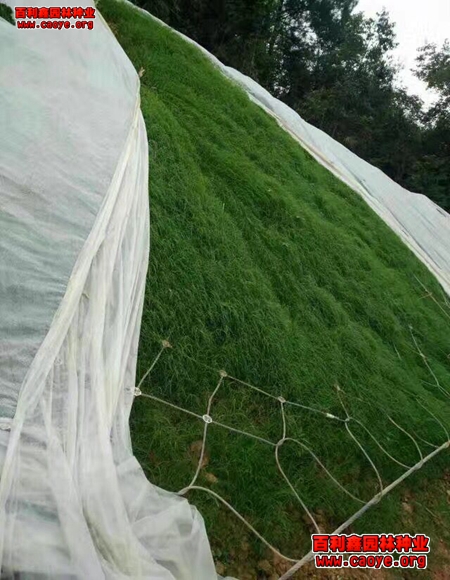 边坡绿化草种建植方法分享 边坡绿化草种建植方法分享