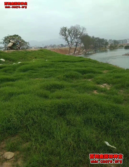 大量批发边坡绿化工程种子 大量批发边坡绿化工程种子