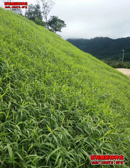 边坡草种子 边坡草种子