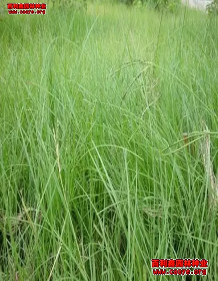带草种边坡绿化护坡草袋 带草种边坡绿化护坡草袋