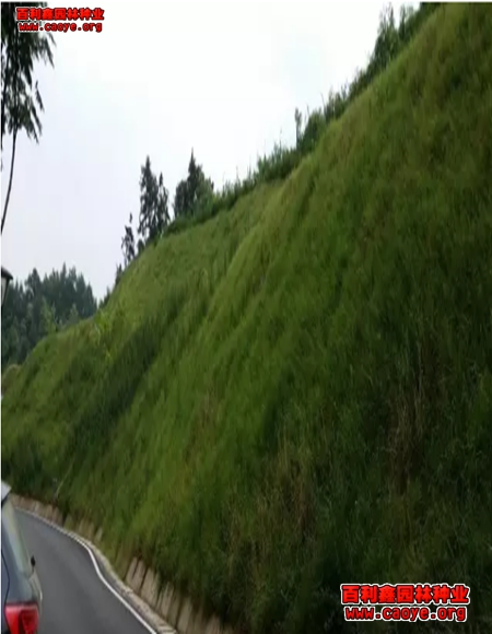 武夷山边坡绿化草籽草种