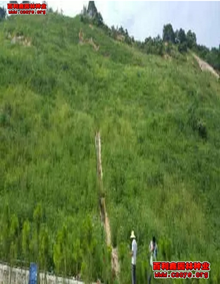 山体边坡草坪种子价格行情
