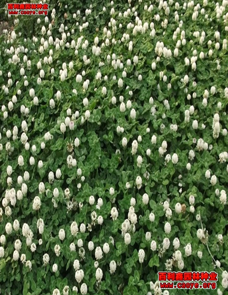 边坡绿化草种 边坡绿化草种