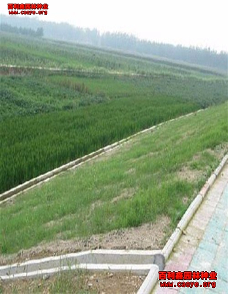 边坡绿化草种产品 边坡绿化草种产品