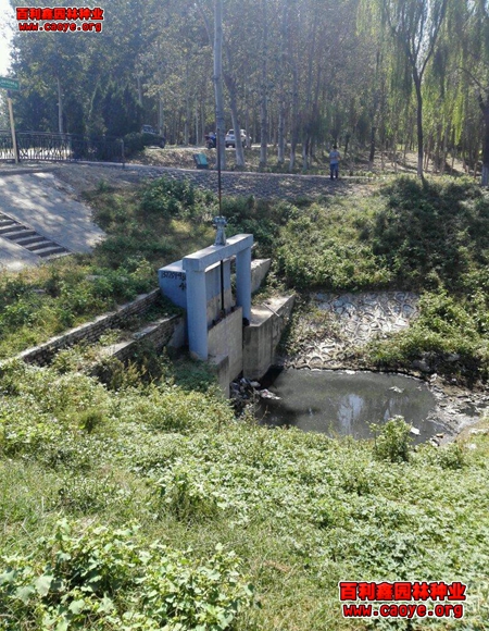 山体边坡生态袋护坡草种狗牙根批发 山体边坡生态袋护坡草种狗牙根批发