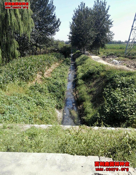 进口公路边坡护坡草种狗牙根批发