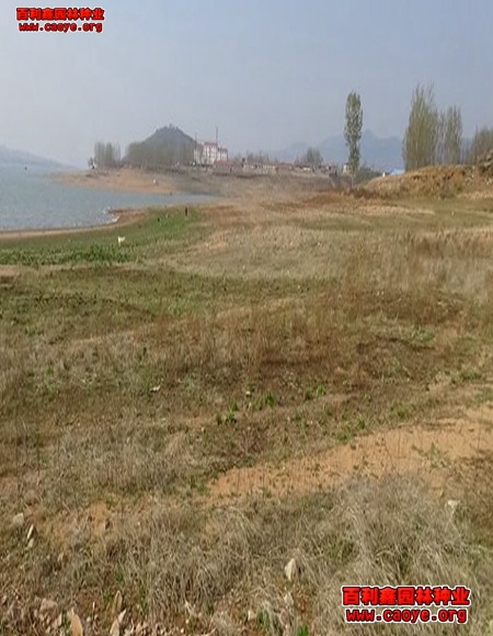 供应成都高速公路边坡草种子 供应成都高速公路边坡草种子
