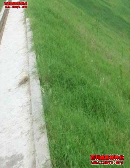 内蒙高速路边坡种草