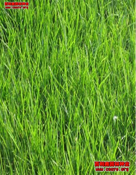 河堤湖北供应边坡绿化草种