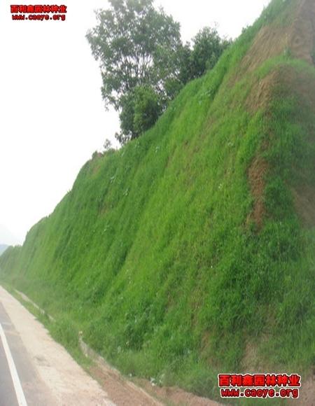 湘潭路基边坡需要什么草种***