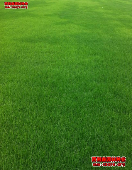 边坡草种价格 边坡草种价格