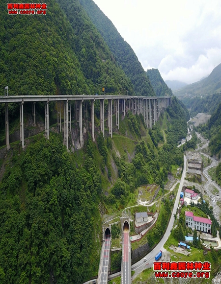 阳春路基边坡需要什么草种 阳春路基边坡需要什么草种