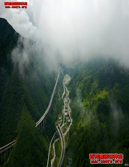 广西路基边坡种草 广西路基边坡种草