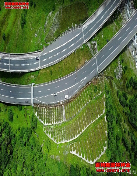 供应成都高速公路边坡草种子 供应成都高速公路边坡草种子
