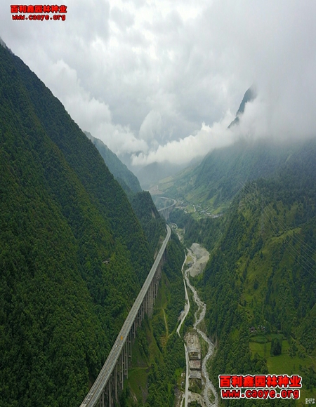 进口公路边坡护坡草种 进口公路边坡护坡草种
