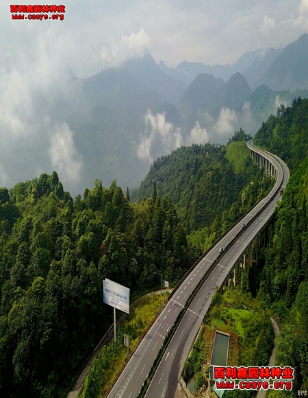 进口公路边坡护坡草种狗牙根批发