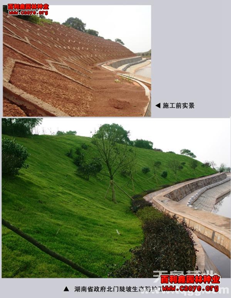 边坡高羊茅种子 边坡高羊茅种子