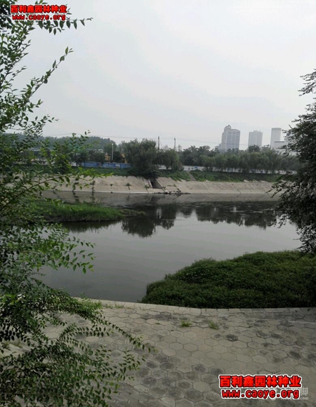 高速边坡绿化草种