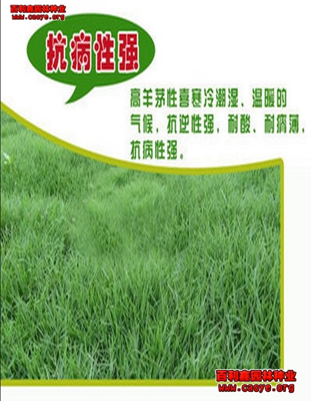 通化边坡护坡草种子价格 通化边坡护坡草种子价格