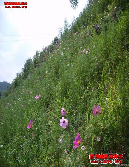 山体边坡生态袋护坡草种狗牙根批发 山体边坡生态袋护坡草种狗牙根批发