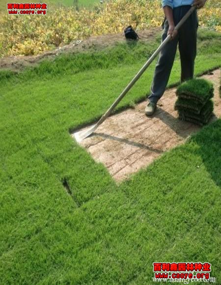 高速公路边坡绿化草籽品种 高速公路边坡绿化草籽品种