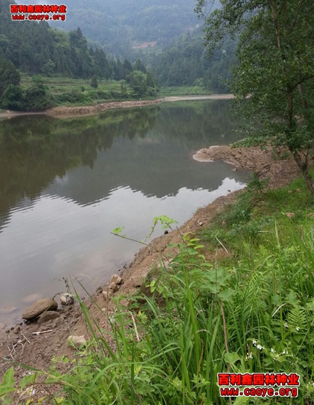 武夷山边坡绿化草籽草种