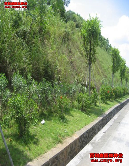 供应各种边坡绿化草种