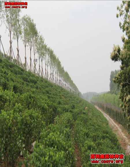 内蒙高速路边坡种草