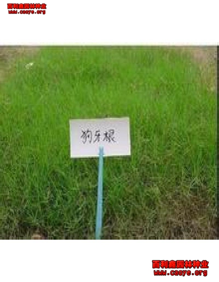 边坡防护灌木品种
