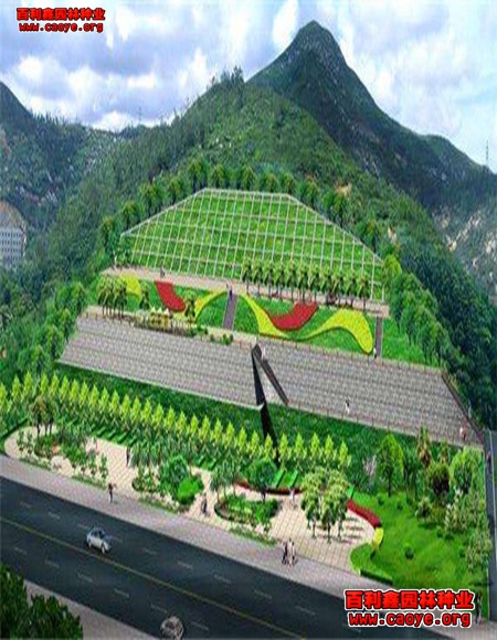 边坡护坡草种狗牙根批发