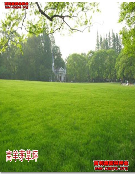 边坡绿化草种子批发价格