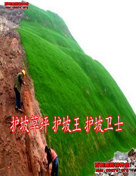 边坡植草草种类
