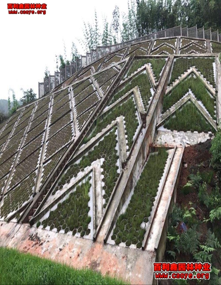 宁德草种南平边坡草种批发