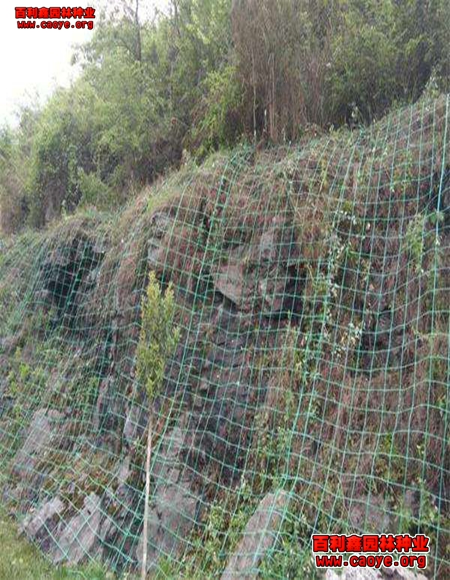 供应成都高速公路边坡草种子