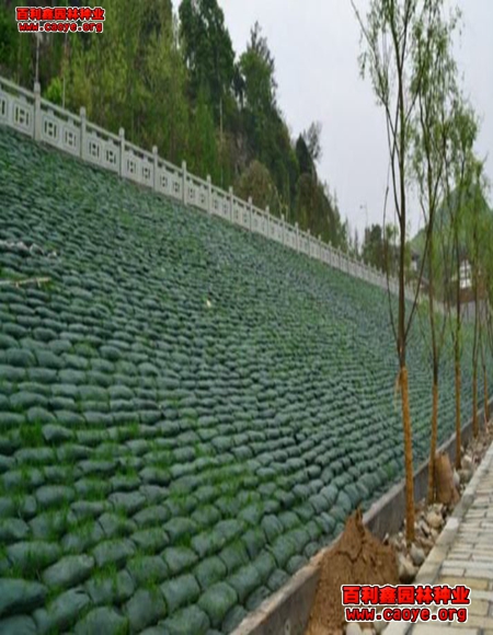 优质波斯菊边坡绿化种子
