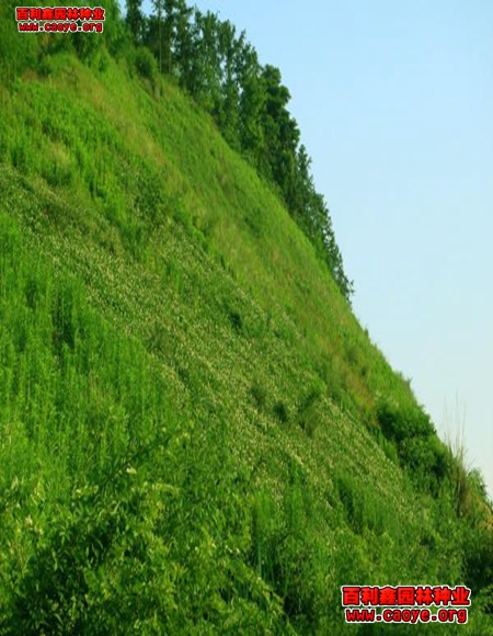 河北边坡绿化客土喷播草种