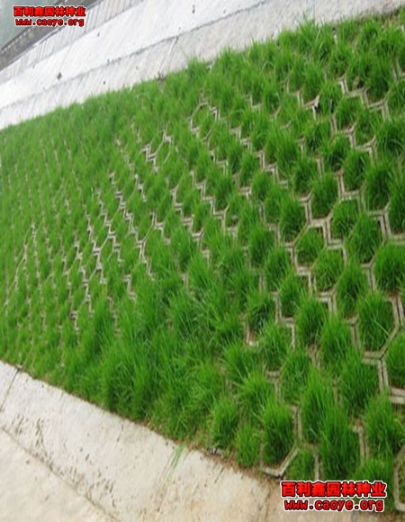 狗牙根边坡工程最常用草种