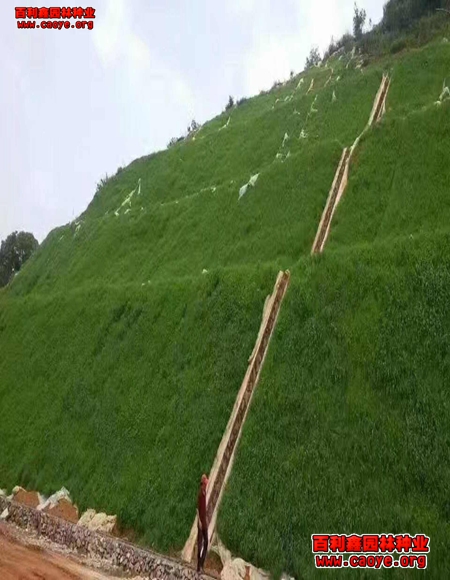 边坡草种厂家直销