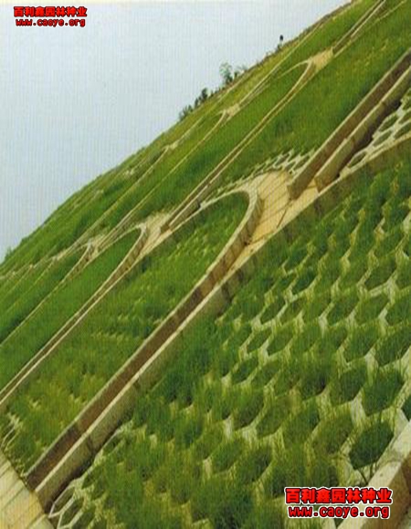 高速公路边坡绿化草籽品种 价格