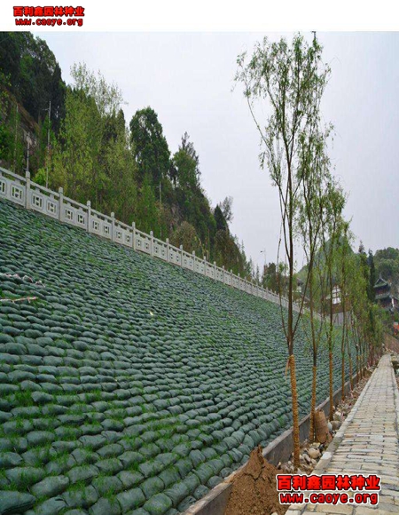 高速边坡绿化草种