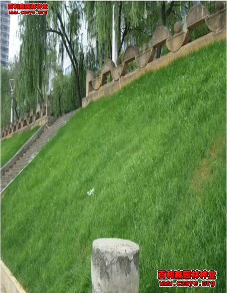 边坡草种绿化