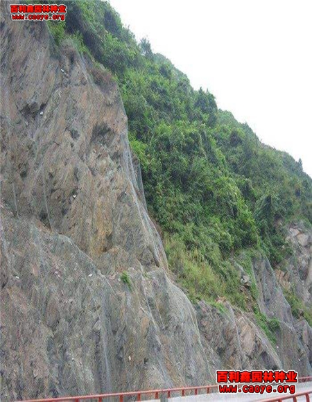 阳春路基边坡需要什么草种