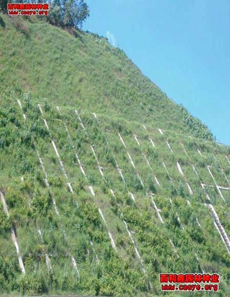 广西路基边坡种草