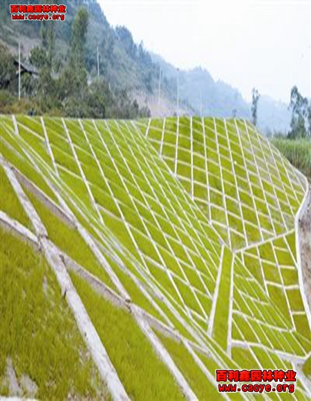 铁路边坡护坡草种子