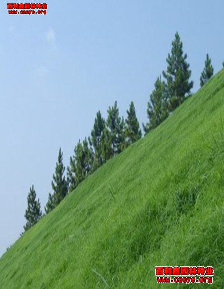 河道边坡种草生态 河道边坡种草生态