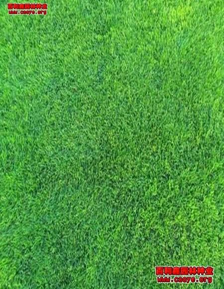 边坡护坡草种狗牙根批发 边坡护坡草种狗牙根批发