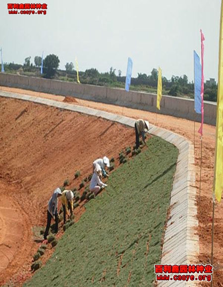 高速公路边坡绿化草籽品种 高速公路边坡绿化草籽品种